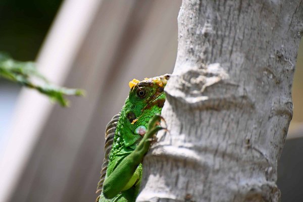 Comment éduquer un jeune iguane pour éviter les comportements agressifs ?
