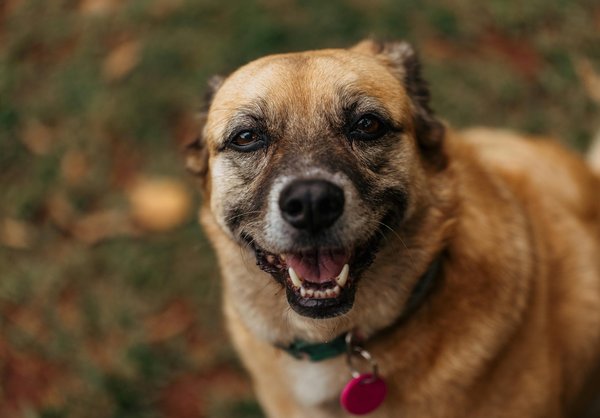 Choisir le collier idéal pour votre chien : conseils pratiques